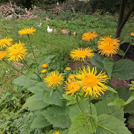 Maeaekulla Apartman *